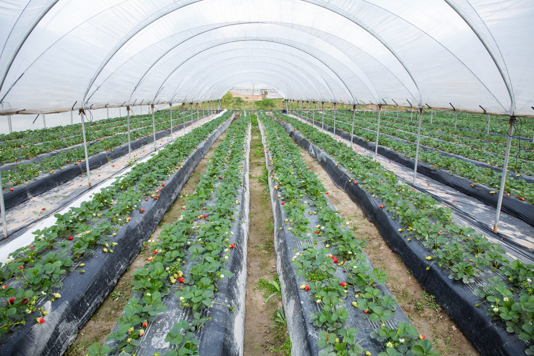 Terranostra: azienda, campi e impianti produttivi
